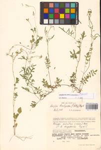 Жерушник короткоплодный (C.A.Mey.) Hayek, Восточная Европа, Нижневолжский район (E9) (Россия)