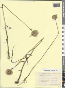 Лук круглый L., Кавказ, Ставропольский край, Карачаево-Черкесия, Кабардино-Балкария (K1b) (Россия)