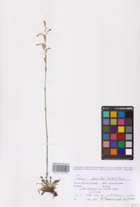 Смолевка зеленоцветковая (Willd.) Ehrh., Восточная Европа, Средневолжский район (E8) (Россия)