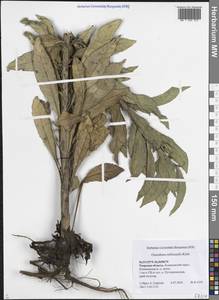 Oenothera × rubricaulis Kleb., Восточная Европа, Северо-Западный район (E2) (Россия)