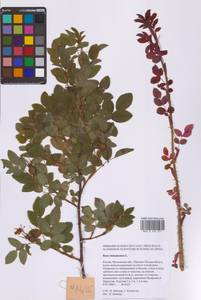 Шиповник майский Herrm., Восточная Европа, Московская область и Москва (E4a) (Россия)