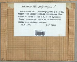 Marchantia polymorpha L., Гербарий мохообразных, Мхи - Москва и Московская область (B6a) (Россия)
