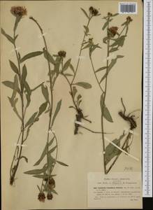 Centaurea nigrescens subsp. transalpina (Mérat) Nyman, Западная Европа (EUR) (Италия)