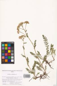 Тысячелистник обыкновенный L., Восточная Европа, Северный район (E1) (Россия)