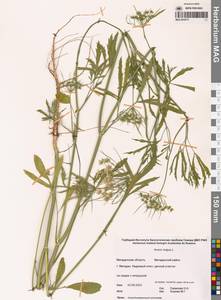 Амми большой L., Сибирь, Чукотка и Камчатка (S7) (Россия)