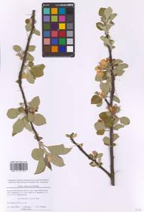 Яблоня домашняя (Suckow) Borkh., Восточная Европа, Московская область и Москва (E4a) (Россия)