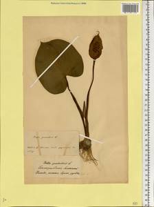 Белокрыльник болотный L., Восточная Европа, Белоруссия (E3a) (Белоруссия)