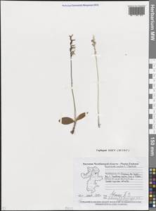 Hemipilia cucullata (L.) Y.Tang, H.Peng & T.Yukawa, Восточная Европа, Восточный район (E10) (Россия)