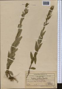 Кипрей мелкоцветковый Schreb., Средняя Азия и Казахстан, Западный Тянь-Шань и Каратау (M3) (Казахстан)