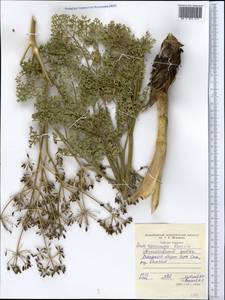 Ферула краснопесчаниковая Korovin, Средняя Азия и Казахстан, Западный Тянь-Шань и Каратау (M3) (Таджикистан)