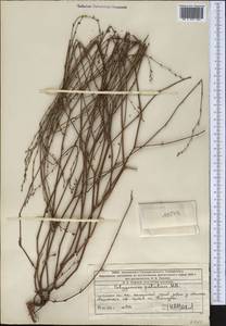 Спорыш почти-безлистный Sumnev., Средняя Азия и Казахстан, Западный Тянь-Шань и Каратау (M3) (Казахстан)