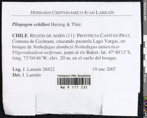 Pilopogon schilleri Herzog & Thér., Гербарий мохообразных, Мхи - Америка (BAm) (Чили)