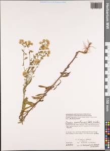 Erigeron sumatrensis Retz., Зарубежная Азия (ASIA) (Вьетнам)