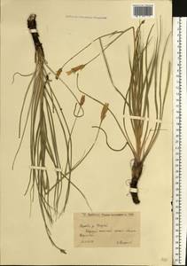 Pseudopodospermum tauricum (M. Bieb.) Vasjukov & Saksonov, Восточная Европа, Нижневолжский район (E9) (Россия)
