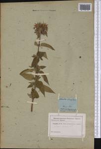 Monarda clinopodia L., Америка (AMER) (Неизвестно)