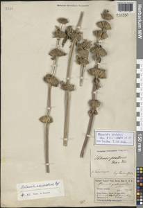 Зопничек луговой (Kar. & Kir.) Adylov, Kamelin & Makhm., Средняя Азия и Казахстан, Памир и Памиро-Алай (M2) (Киргизия)