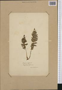 Dryopteris villarii (Bell) Woyn. ex Schinz & Thell., Западная Европа (EUR) (Франция)