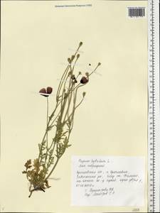 Roemeria sicula (Guss.) Galasso, Banfi, L. Sáez & Bartolucci, Восточная Европа, Центральный лесной район (E5) (Россия)