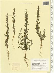 Марь белая L., Крым (KRYM) (Россия)