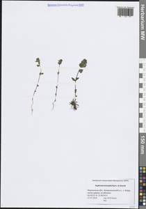 Euphrasia × vernalis List, Восточная Европа, Северный район (E1) (Россия)