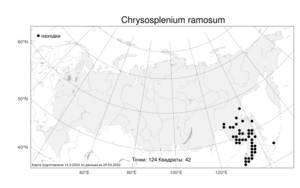 Chrysosplenium ramosum, Селезеночник ветвистый Maxim., Атлас флоры России (FLORUS) (Россия)