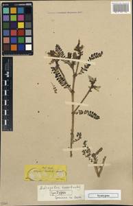 Astragalus suberosus subsp. haarbachii (Boiss.) Matthews, Западная Европа (EUR) (Греция)