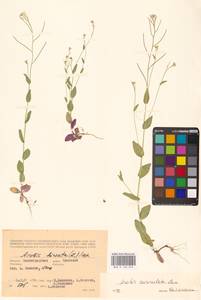 Резуха ушастая Lam., Восточная Европа, Нижневолжский район (E9) (Россия)