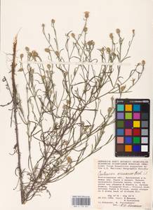 Василек песчаный M. Bieb. ex Willd., Восточная Европа, Нижневолжский район (E9) (Россия)