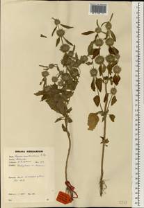 Leucas martinicensis (Jacq.) R.Br., Африка (AFR) (Гана)