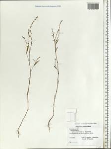 Спорыш отклоненный, Горец отклоненный M.Bieb., Восточная Европа, Ростовская область (E12a) (Россия)