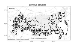Lathyrus palustris, Чина болотная L., Атлас флоры России (FLORUS) (Россия)
