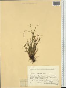 Осока седеющая, Осока сероватая, Западная Европа (EUR) (Норвегия)