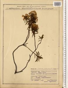 Рододендрон войлочный (Stokes) Harmaja, Восточная Европа, Северный район (E1) (Россия)