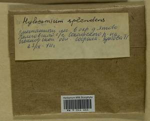 Hylocomium splendens (Hedw.) Schimp., Гербарий мохообразных, Мхи - Центральное Нечерноземье (B6) (Россия)