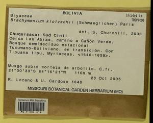 Brachymenium klotzschii (Schwägr.) Paris, Гербарий мохообразных, Мхи - Америка (BAm) (Боливия)