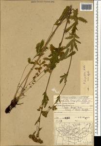 Лапчатка длиннолистная Willd., Монголия (MONG) (Монголия)