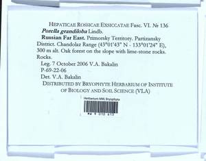 Porella grandiloba Lindb., Гербарий мохообразных, Мхи - Дальний Восток (без Чукотки и Камчатки) (B20) (Россия)