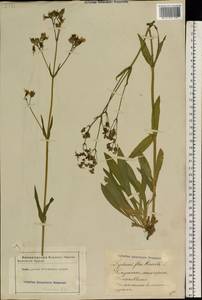 Горицвет кукушкин, кукушкин цвет (L.) Greuter & Burdet, Восточная Европа, Латвия (E2b) (Латвия)