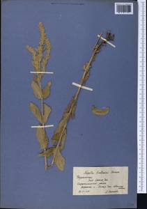 Nepeta bodeana Bunge, Средняя Азия и Казахстан, Копетдаг, Бадхыз, Малый и Большой Балхан (M1) (Туркмения)