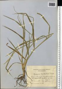 Thinopyrum intermedium subsp. intermedium, Восточная Европа, Молдавия (E13a) (Молдавия)