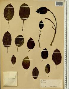 Фикус, Африка (AFR) (Эфиопия)