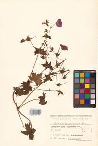 Герань Власова Fisch. ex Link, Сибирь, Дальний Восток (S6) (Россия)