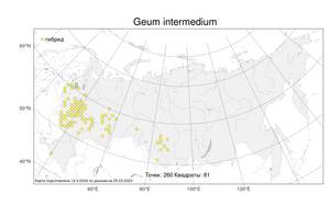Geum intermedium, Geum × intermedium Ehrh., Атлас флоры России (FLORUS) (Россия)