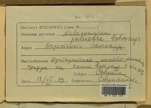Aulacomnium palustre (Hedw.) Schwägr., Гербарий мохообразных, Мхи - Западная Сибирь (включая Алтай) (B15) (Россия)