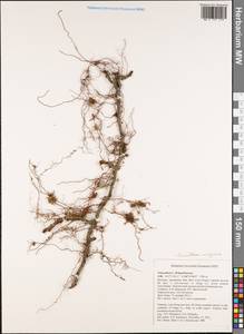 Goniophlebium mengtzeense (Christ) Rödl-Linder, Зарубежная Азия (ASIA) (Вьетнам)