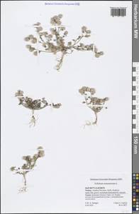 Trifolium tomentosum L., Зарубежная Азия (ASIA) (Турция)