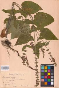 MHA 0 156 052, Чистец лесной L., Восточная Европа, Центральный лесостепной район (E6) (Россия)