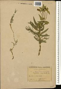 Euphorbia heteradena Jaub. & Spach, Кавказ, Азербайджан (K6) (Азербайджан)