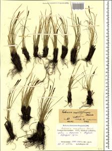 Carex capillifolia (Decne.) S.R.Zhang, Кавказ, Северная Осетия, Ингушетия и Чечня (K1c) (Россия)
