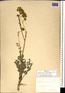 Leiotulus dasyanthus (K. Koch) Pimenov & Ostr., Зарубежная Азия (ASIA) (Турция)